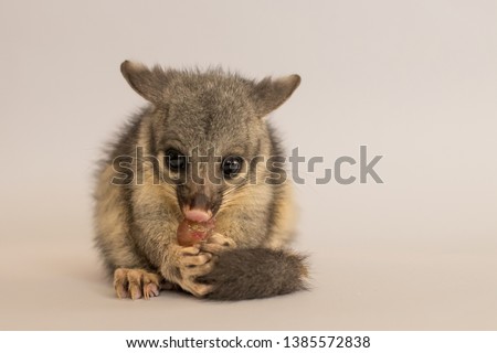 Male juvenile brushtail possum eating