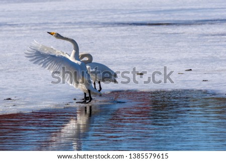 Swan (Cygnus cygnus) on the ice waving with the wings and in the foreground open water, picture from the Northern Sweden.