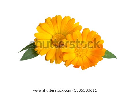 Calendula. Marigold flower with leaf isolated on white background