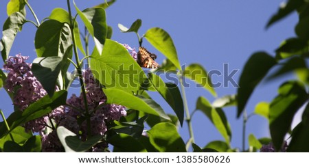Lilac and butterfly. Butterfly on syringe. Colorful purple lilac blossoms with green leaves and butterfly. Floral pattern. Lilacs background texture. Wallpaper. No sharpen. Spring time, copy space