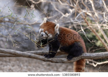 The panda red or lesser panda