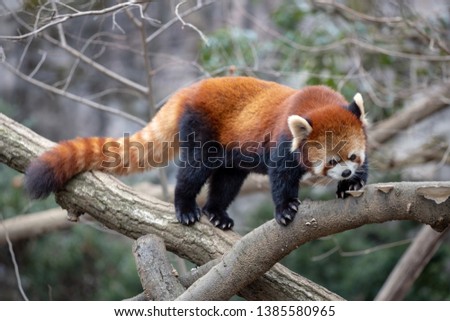 The panda red or lesser panda