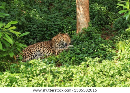 leopard rest near the tree,Thailand