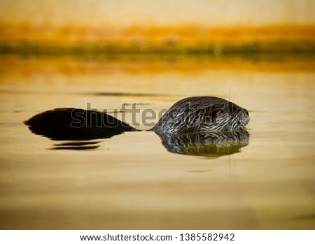 Otter swimming with head and back above surface, semi submerged in water. The Asian small clawed otter, also known as the oriental small clawed otter or simply small-clawed otter. 