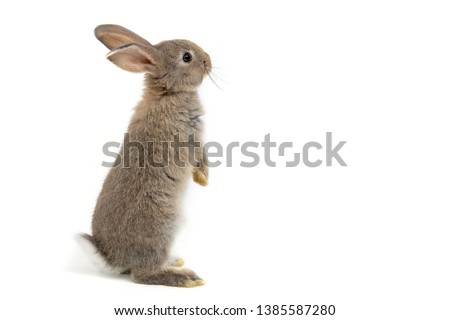 Funny bunny or baby rabbit fur gray with long ears is standing for Easter Day on isolated white background.