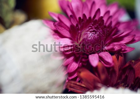 Close-Up Of Pink Chrysanthemum Flower In Bridal Bouquet