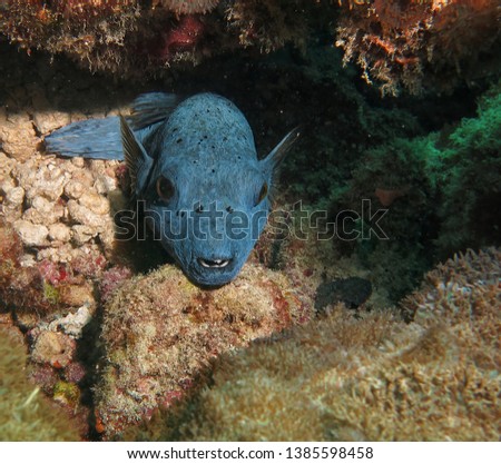 reef fish, Underwater world of Indian Ocean, Maldives, Ukulhas Island