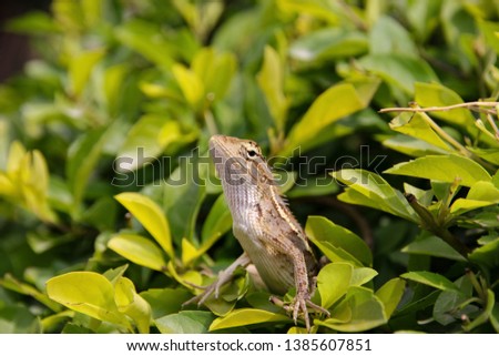  lizard sits on green foliage 