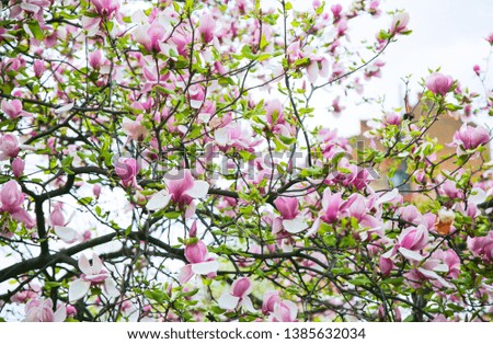 Beautiful magnolia tree outdoors. Blooming blossom in the spring.