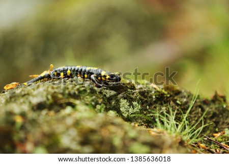  fire salamander in forest on spring
