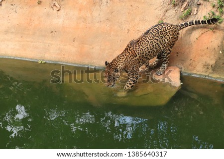Leopard (Panthera pardus) going down the water,Thailand