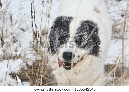 Beautiful dog in the snow