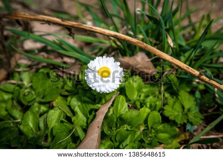 Very beautiful spring white flower on green juicy grass
