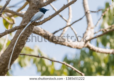 Asian Paradise Flycatcher Sitting on perch of tree
