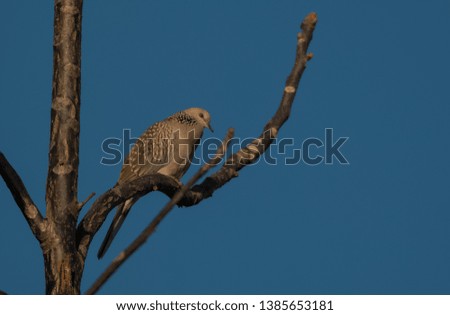 Spotted Dove sitting on Perch of tree under the blue sky