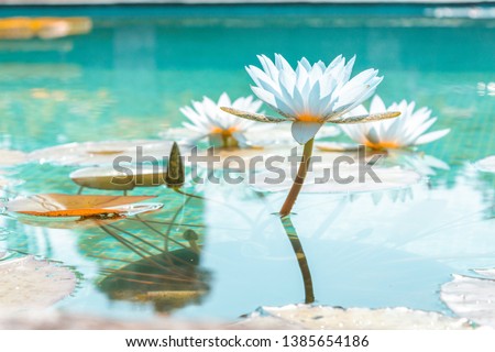 Beautiful Water flower in the middle of a Turquoise Pool on a bright sunny day, Lilies around.  Royalty-Free Stock Photo #1385654186