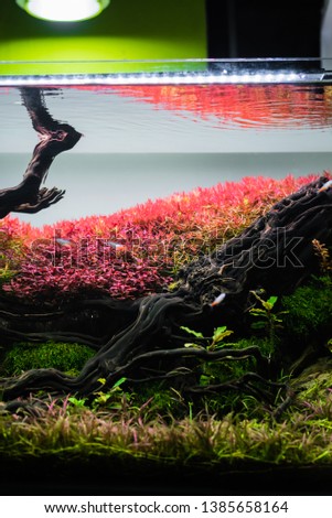 close up vertical image of landscape nature style aquarium tank with a variety of red stem aquatic plants inside.