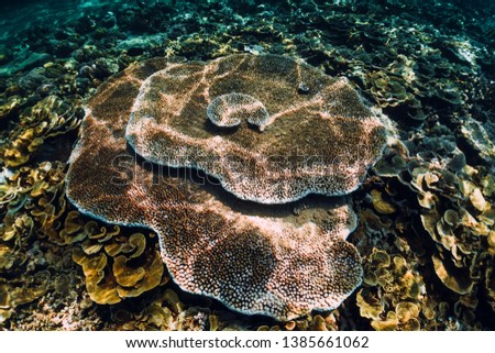 Corals underwater in tropical blue ocean