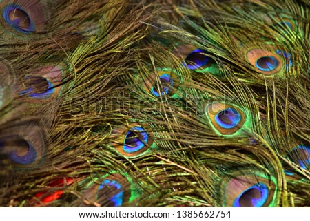 Blue and green spots surounded by golden texture of Indian Peacock feathers, the most beautiful background