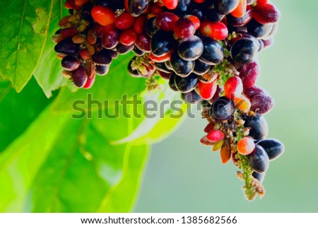 Coloured little fruit,Selective focus close up coloured little fruit on tree with blurry background.
