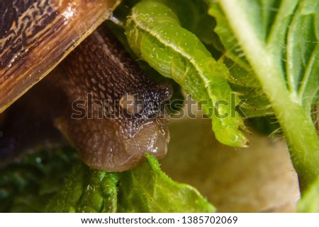 Snail and caterpillar coexisting on mint leaves.