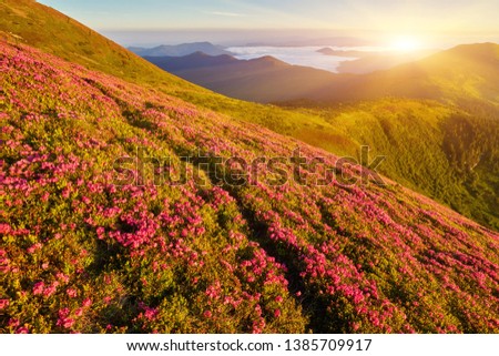 Landscape with wild flowers rhododendrons in mountain and majestic sky