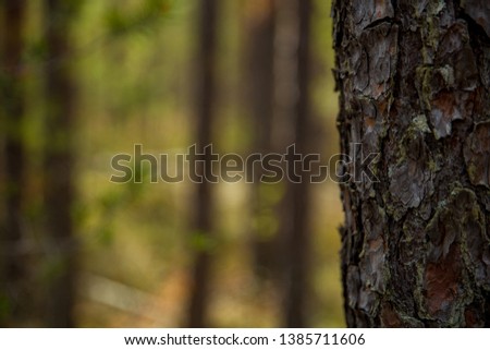 background with a tree in the coniferous forest