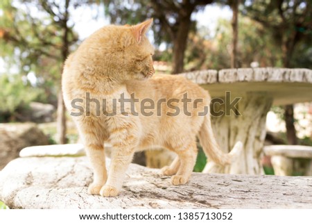 A cat looks around in a garden of Spain.