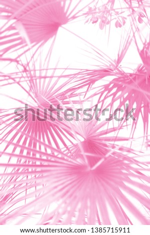 Washingtonia pink palm leaves on white background isolated. . Floral background. Relax concept. Nature background. Tropical summer concept.