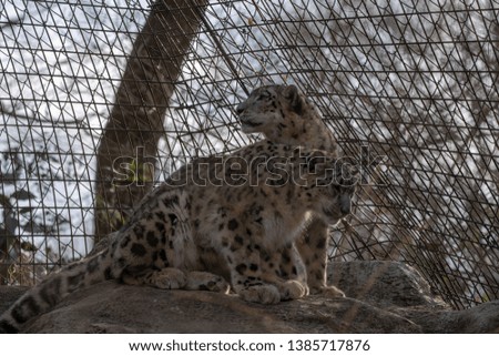 Snow Leopard (endangered species)