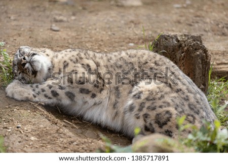 Snow Leopard (endangered species )