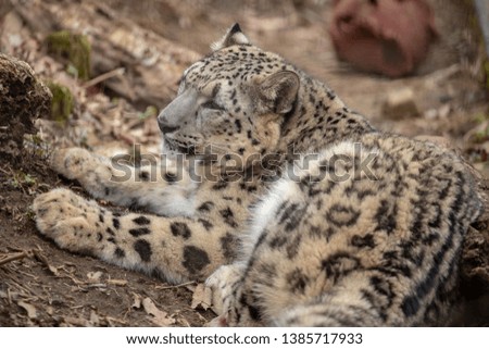 Snow Leopard (endangered species)