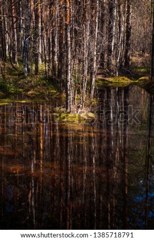  swamp in the spring forest