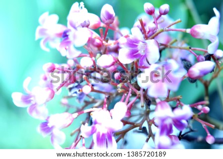 blurry photo of beautiful flower under the sun with blurry background.