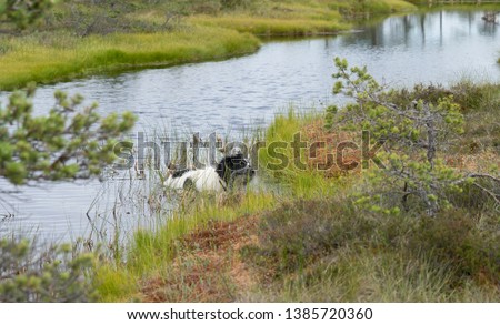 Portrait of a sweet big white and black dog in the water. Characteristic view on a wetland area in Estonia (Viru raised bog, ombrotrophic Moore). Water between bonsai size pine trees.