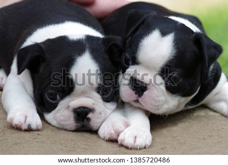 close up of boston terrier puppies in the afternoon on the nature