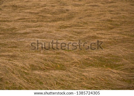  field with trampled yellow grass 