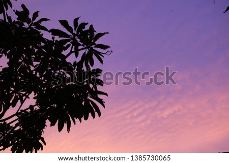 Silhouette of trees and purplish twilight sky. This picture is suitable for wallpaper or background.