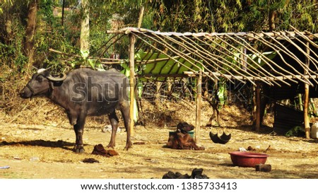          Buffaloes roaming in Indian farms 