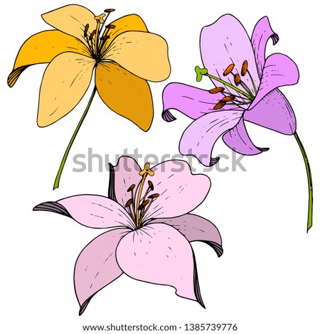 Lily floral botanical flower. Wild spring leaf wildflower. Engraved ink art on white background. Isolated lilium illustration element.
