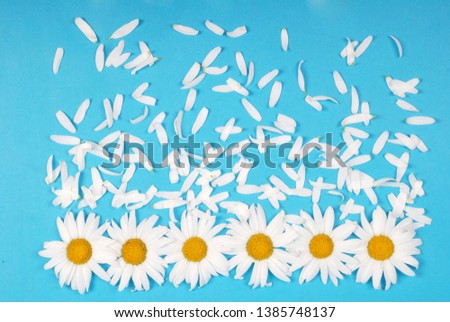 Flowers and petal composition. Chamomile on a blue background. Summer concept. Flat lay, top view, copy space