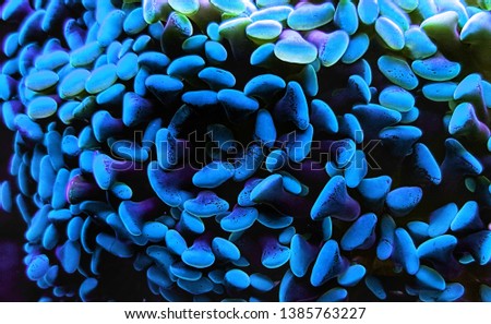 Euphyllia Hammer LPS coral in close up shot in reef aquarium