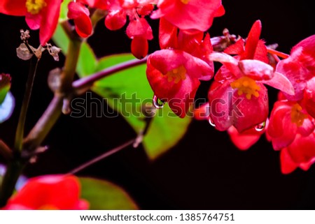 Blurred Image - Defocus or out of focus Rain drops on red flowers on black background, Beautiful red flowers with water drops after rain, beautiful nature
