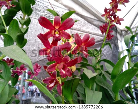 Beautiful orchid flower background. Orchidaceae tree or orchid flower in the garden ( Bunga anggrek )