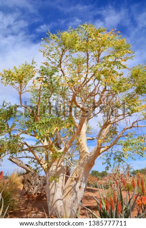 Aloidendron dichotomum, formerly Aloe dichotoma, the quiver tree or kokerboom, is a tall, branching species of succulent plant, indigenous to Southern Africa and Namibia