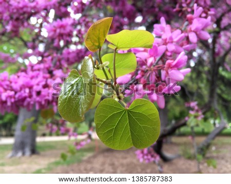 Young leaves emerge at the end of a blooming Judas tree (Cercis siliquastrum) branch.  Royalty-Free Stock Photo #1385787383