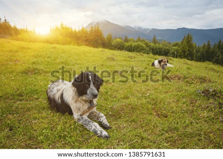 Beautiful dog on green grass. shepherd's dog in the forest