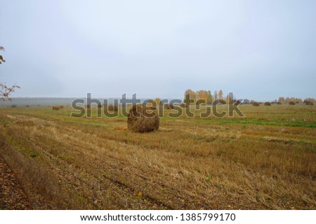 Stacks in the yellowed autumn field