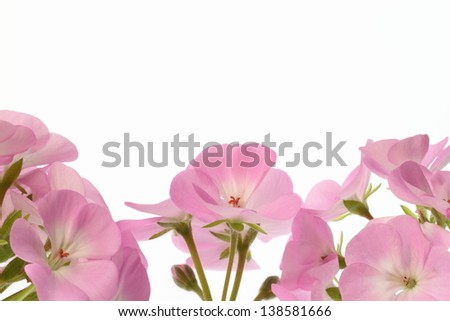 Background of a gentle pink geranium