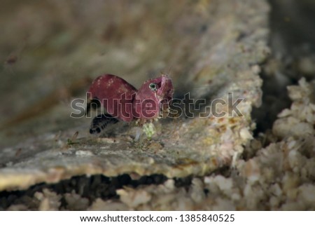 Shrimp Thorella cobourgi. Underwater macro photography from Romblon, Philippines